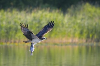 Western osprey (Pandion haliaetus) catching fish in its talons from water surface of lake in summer