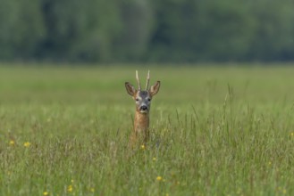 A graceful roe deer stands in a sunlit field, its gaze direct and curious, capturing a peaceful