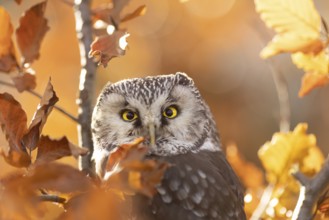 Boreal Owl (Aegolius funereus) captive, Bavaria, Germany, Europe