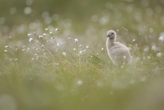 Great Skua (Stercorarius skua) chick perched in field, Dovrefjell, Norway, Europe