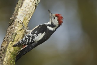 Middle Spotted Woodpecker (Dendrocoptes medius), Rhineland-Palatinate, Germany, Europe