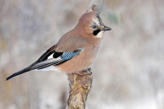 Eurasian Jay (Garrulus glandarius), Saxony-Anhalt, Germany, Europe