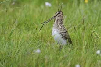 Common Snipe (Gallinago gallinago), Lower Saxony, Germany, Europe