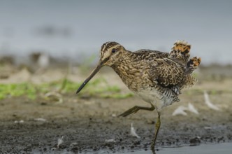 Common Snipe (Gallinago gallinago), Schleswig-Holstein, Germany, Europe