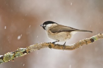 Marsh Tit (Poecile palustris), Utrecht, Netherlands