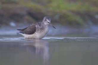 Common Greenshank (Tringa nebularia), North Rhine-Westphalia, Germany, Europe