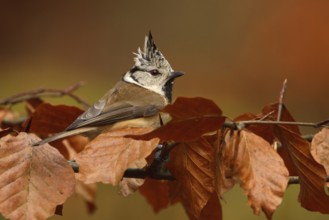 European Crested Tit (Lophophanes cristatus), Utrecht, Netherlands
