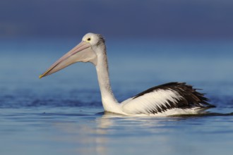 Australian Pelican (Pelecanus conspicillatus), Victoria, Australia, Oceania