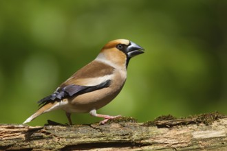 Hawfinch (Coccothraustes coccothraustes) male, Utrecht, Netherlands