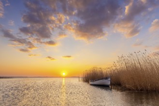 Rowing boat, rowboat along reed bed at sunset near Warthe, Rankwitz at the Lieper Winkel on the