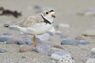 Piping Plover (Charadrius melodus), Newfoundland, Canada, North America