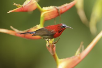 Crimson Sunbird (Aethopyga siparaja) male, Singapore, Asia