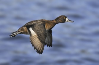Lesser Scaup (Aythya affinis) female, British Columbia, Canada, North America