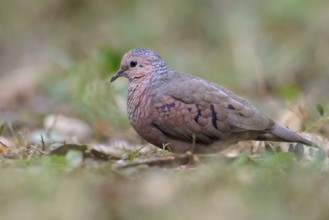 Common Ground Dove (Columbina passerina) perched on the ground in Cuba