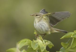 Willow Warbler (Phylloscopus trochilus), Schleswig-Holstein, Germany, Europe