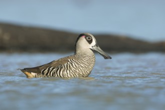 Pink-eared Duck (Malacorhynchus membranaceus), Victoria, Australia, Oceania