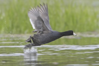 American Coot (Fulica americana) flying, British Columbia, Canada, North America