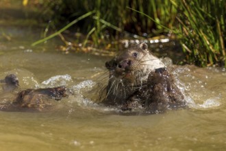 Two otters playfully playing in the bubbling water, European otter (Lutra lutra), Germany, Europe