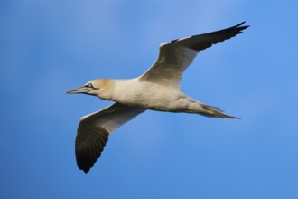 Northern gannet (Morus bassanus) flying in the sky at sunset, wildlife, Helgoland, Germany, Europe