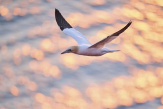 Northern gannet (Morus bassanus) flying over the sea at sunset, wildlife, Helgoland, Germany,