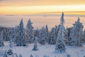 Winter landscape, Riisitunturi National Park, Posio, Lapland, Finland, Europe