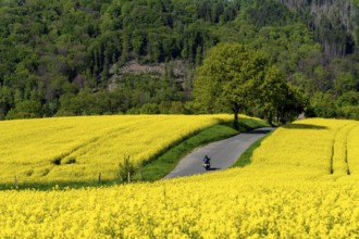 Motorbike on a small country road through rapeseed fields in full bloom, spring in Elfringhauser