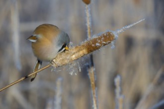 Bearded Reedling (Panurus biarmicus) male feeding on cattail seed, Thuringia, Germany, Europe