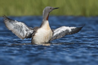 Red-throated Loon (Gavia stellata), Iceland, Europe