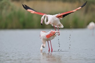 Rosaflamingo (Phoenicopterus ruber) Greater Flamingo