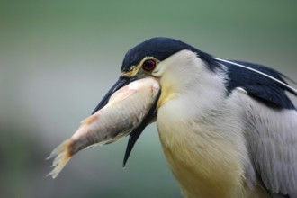 Night heron, detail portrait of grey water bird with fish in the bill, animal in the water, action