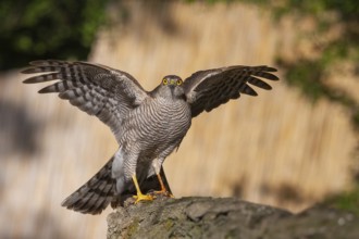Eurasian Sparrowhawk (Accipiter nisus), Subotica, Serbia, Europe