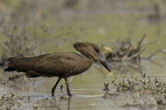 Hamerkop (Scopus umbretta), Gambia, Africa