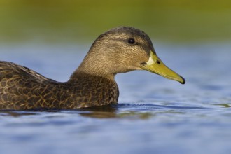 American Black Duck (Anas rubripes), Newfoundland, Canada, North America