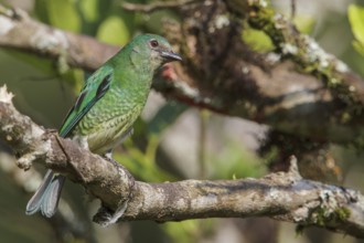 Swallow Tanager (Tersina viridis) perched on a branch in the Atlantic rainforest of southeast