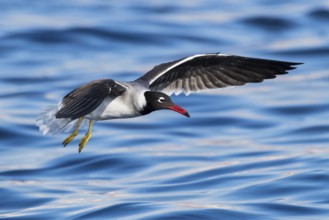 White-eyed Gull (Ichthyaetus leucophthalmus) flying, Eilat, Israel, Asia