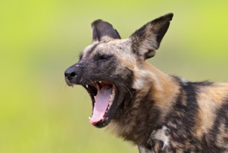 African wild dog, detail portrait with open muzzle with tongue a tooths, Okavango, Botswana, Africa