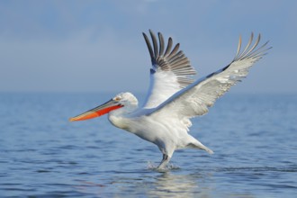 Dalmatian pelican, Pelecanus crispus, landing in Lake Kerkini, Greece. Pelican with open wings.