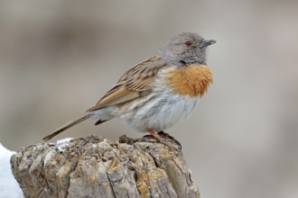 Robin accentor, Prunella rubeculoides, bird sitting on tree trunk in the winter mountain. Robin in