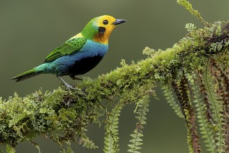 Multicolored Tanager (Chlorochrysa nitidissima) perched on a branch in Colombia, South America