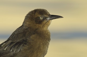 Great-tailed Grackle (Quiscalus mexicanus) female, Arizona, USA, North America