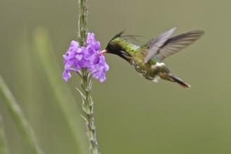 Black-crested Coquette (Lophornis helenae) male, Costa Rica, Central America