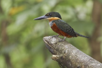 Green-and-rufous Kingfisher (Chloroceryle inda), Ecuador, South America
