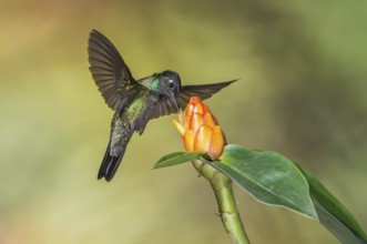 Admirable Hummingbird (Eugenes spectabilis), Costa Rica, Central America