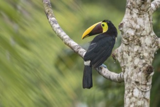 Yellow-throated Toucan (Ramphastos ambiguus swainsonii), Costa Rica, Central America