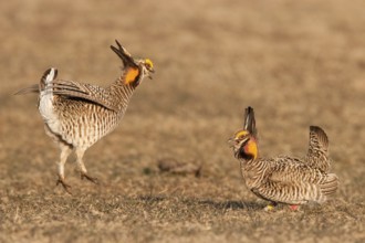 Greater Prairie Chicken (Tympanuchus cupido) male, Wisconsin, USA, North America
