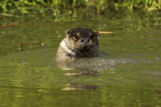 An otter pops its head out of the green water, European otter (Lutra lutra), Germany, Europe