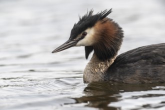 Great Crested Grebe (Podiceps cristatus), Emsland, Lower Saxony, Germany, Europe