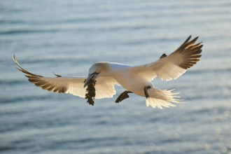 Northern gannet (Morus bassanus) flying over the sea with rivet material in the beakat sunset,