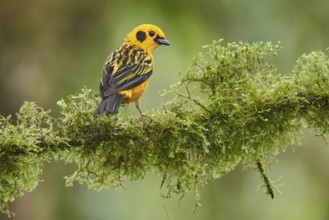 Golden Tanager (Tangara arthus) perched on a mossy branch, Ecuador, South America