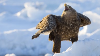 White-tailed Eagle (Haliaeetus albicilla) calling on snow, Hokkaido, Japan, Asia